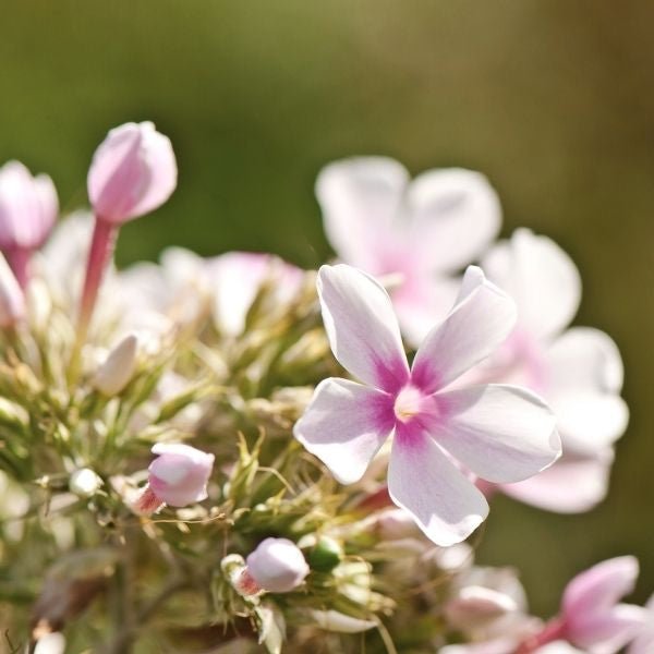 Opening Act Pink - a - Dot Hybrid Phlox