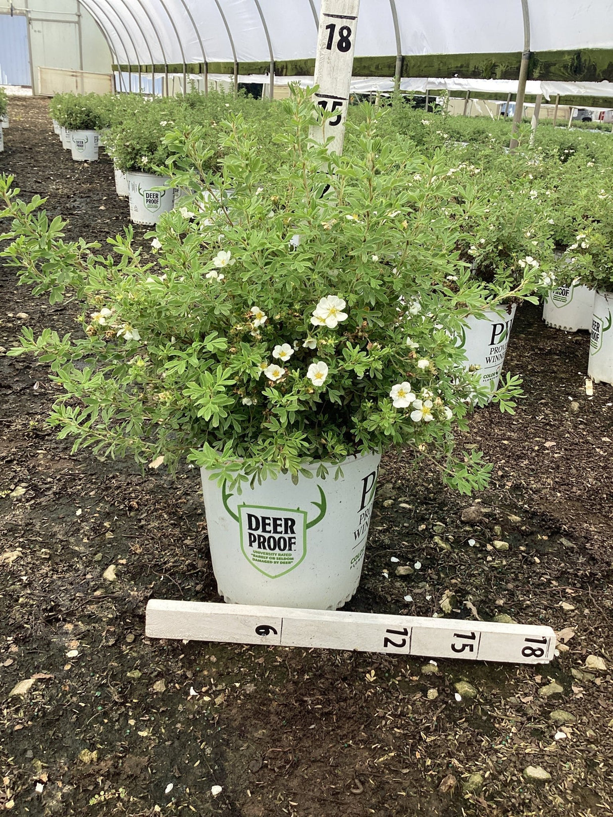 Happy Face® White Potentilla