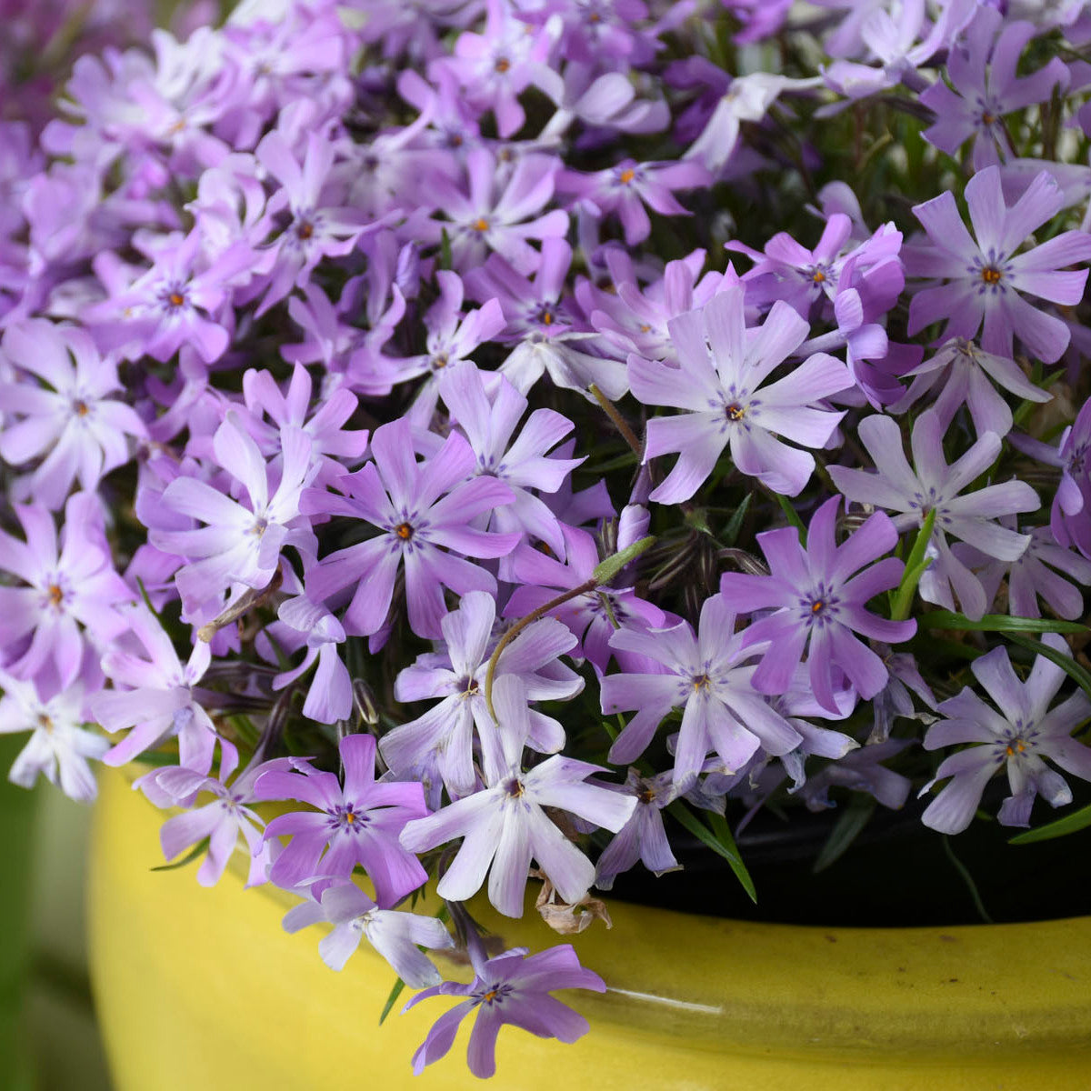Bedazzled Lavender Hybrid Spring Phlox