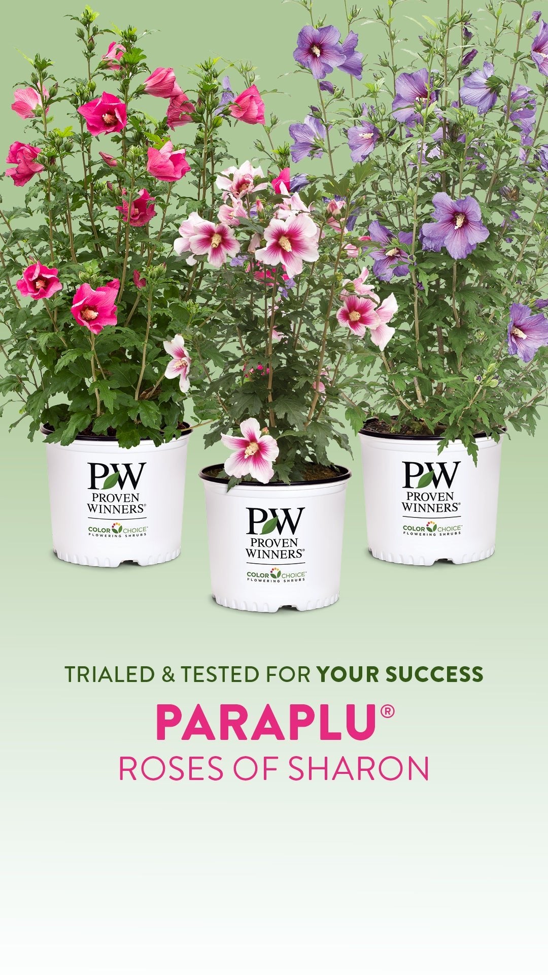 Paraplu Rouge® Rose of Sharon