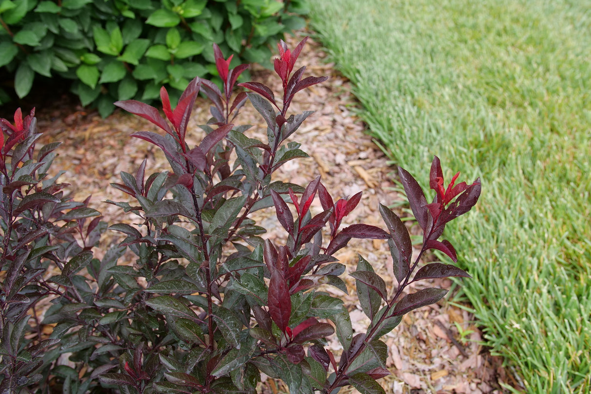 Detail view of Stay Classy® Purple Leaf Sand Cherry (Prunus x cistena 'UCONNPCSDR') showing plant structure and foliage.