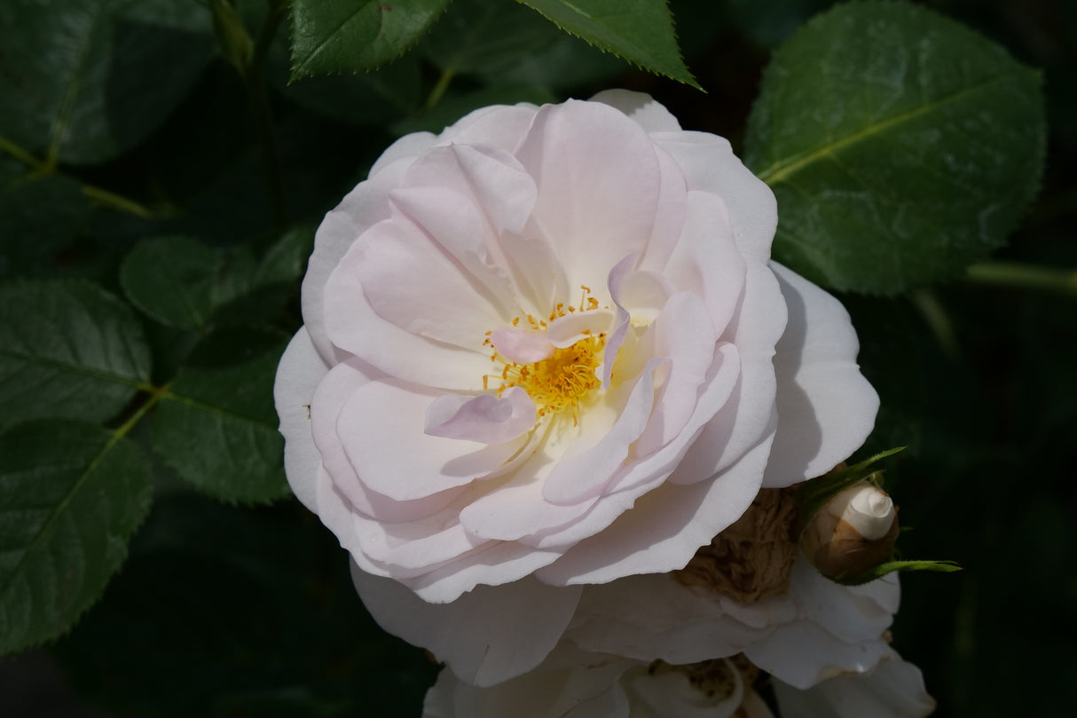 Flavorette Pear'd® Rose