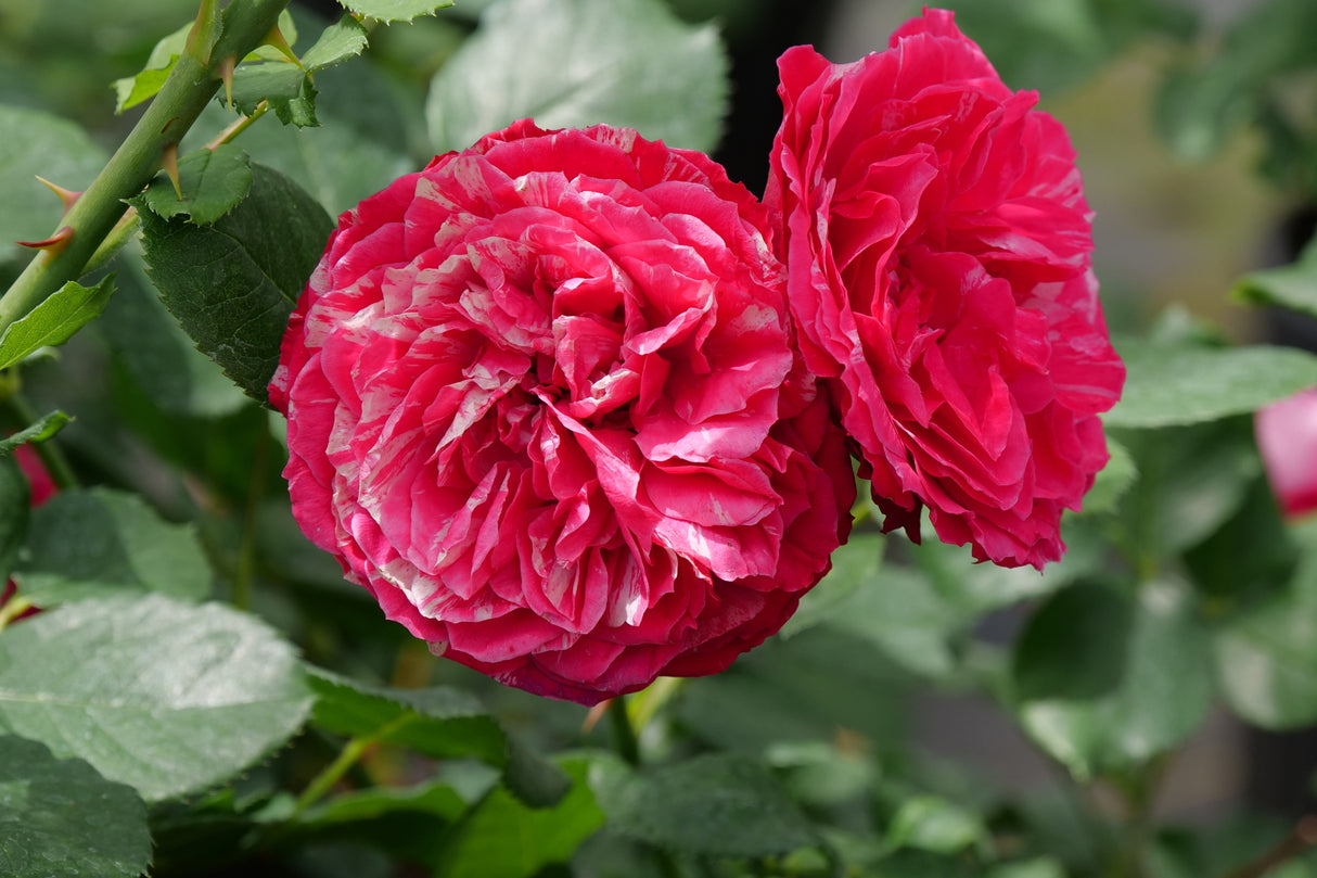 Oso Easy Red Stripe® Landscape Rose (Rosa x 'Bozkonsfre'), a shrub featuring arching, erect form.