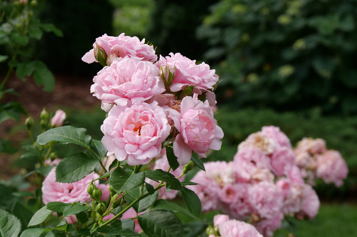 Reminiscent® Pink Rose