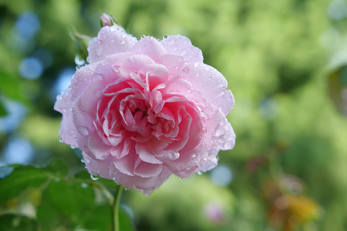 Reminiscent® Pink Rose