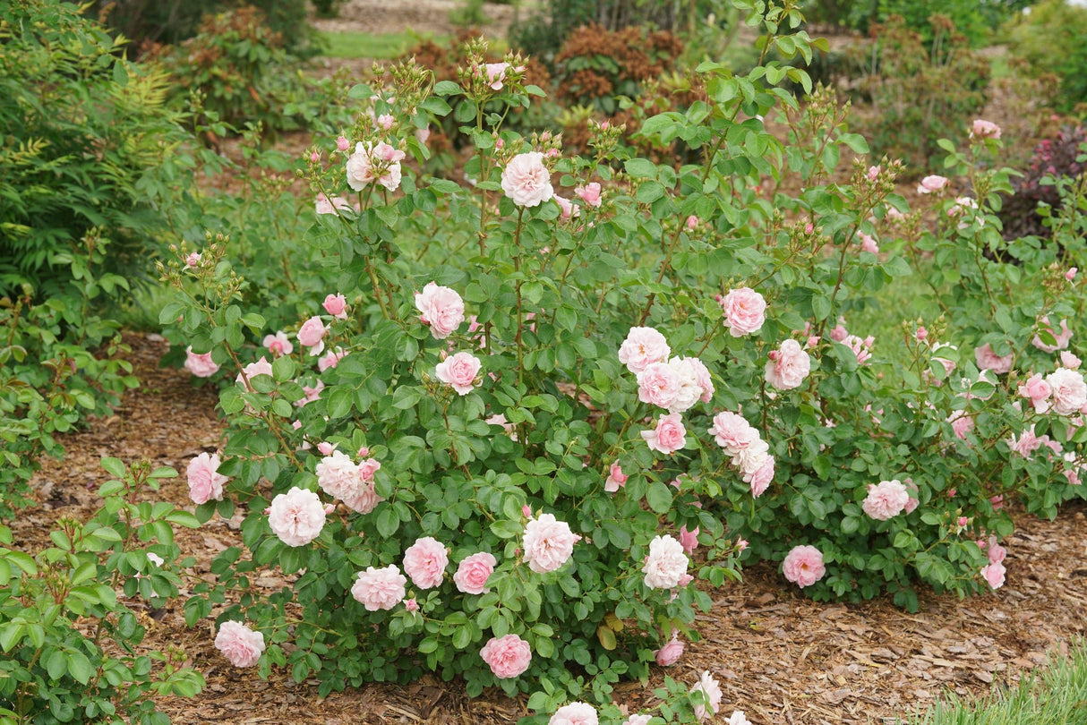 Reminiscent® Pink Rose