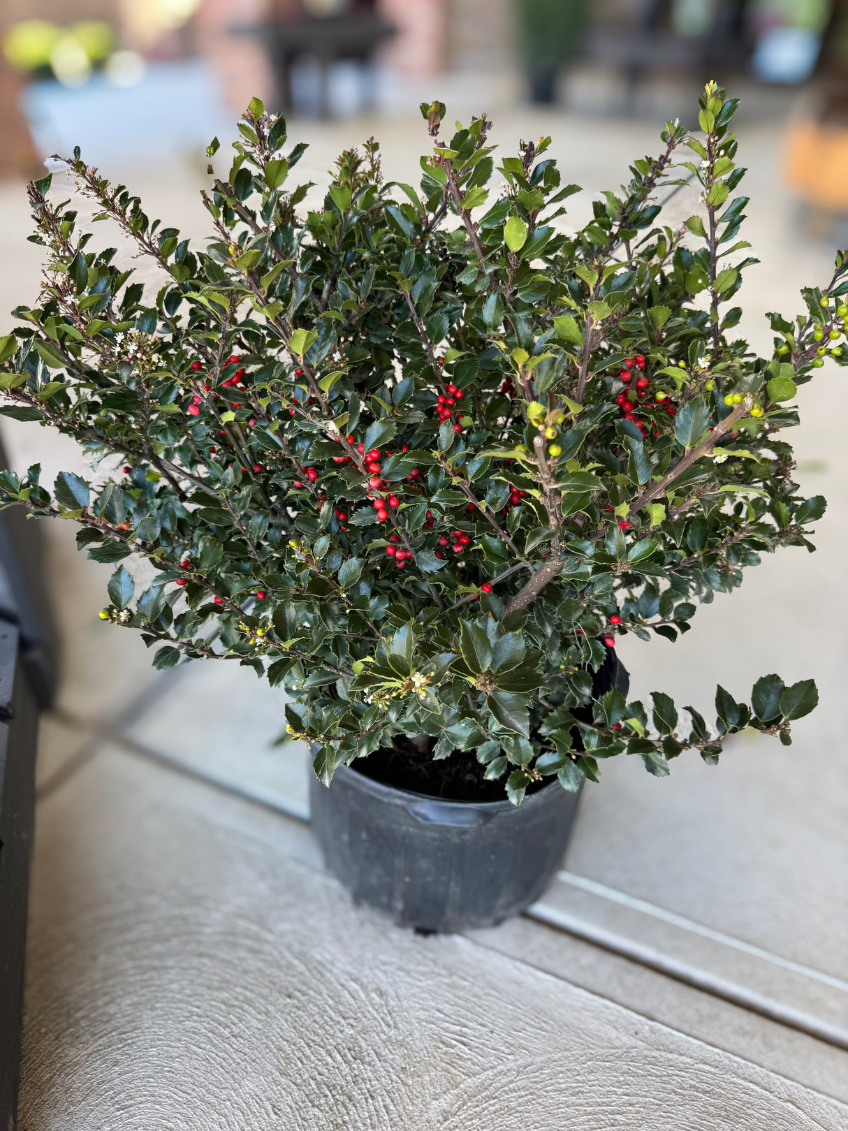 The Royal Family Holly set ensures vibrant red berries and lush evergreen foliage. A perfect Christmas duo that adds festive charm and year-round beauty to any garden or holiday display.