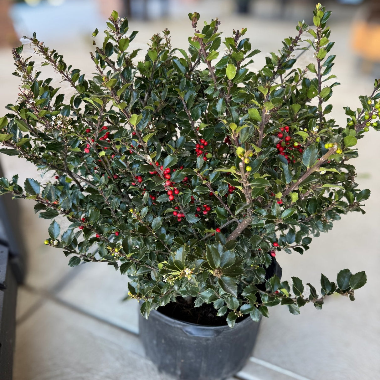 The Royal Family Holly set ensures vibrant red berries and lush evergreen foliage. A perfect Christmas duo that adds festive charm and year-round beauty to any garden or holiday display.
