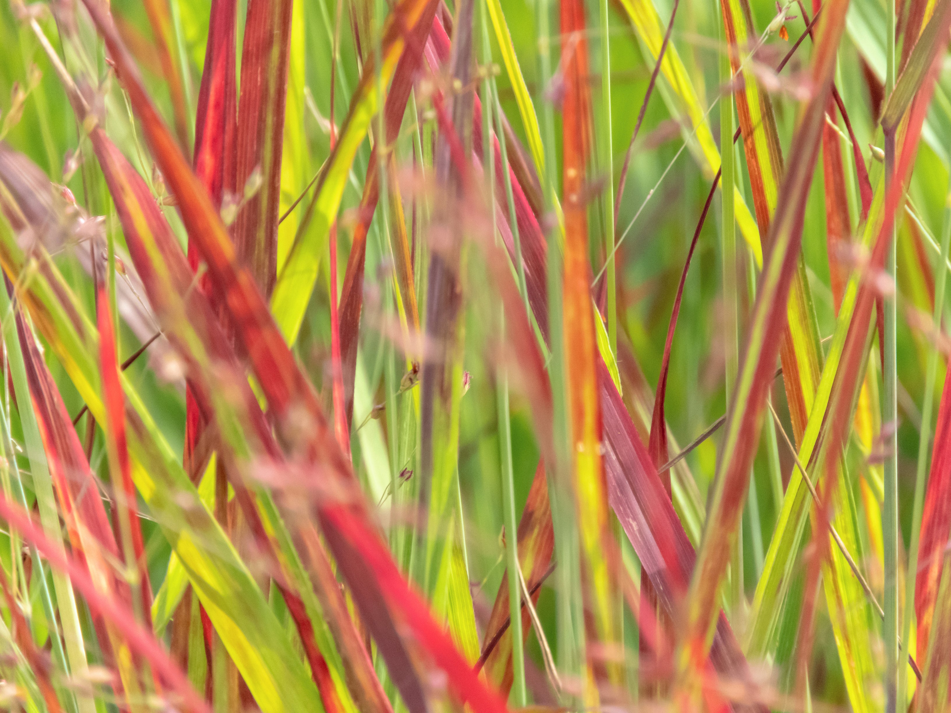 Ruby Ribbons® Switchgrass