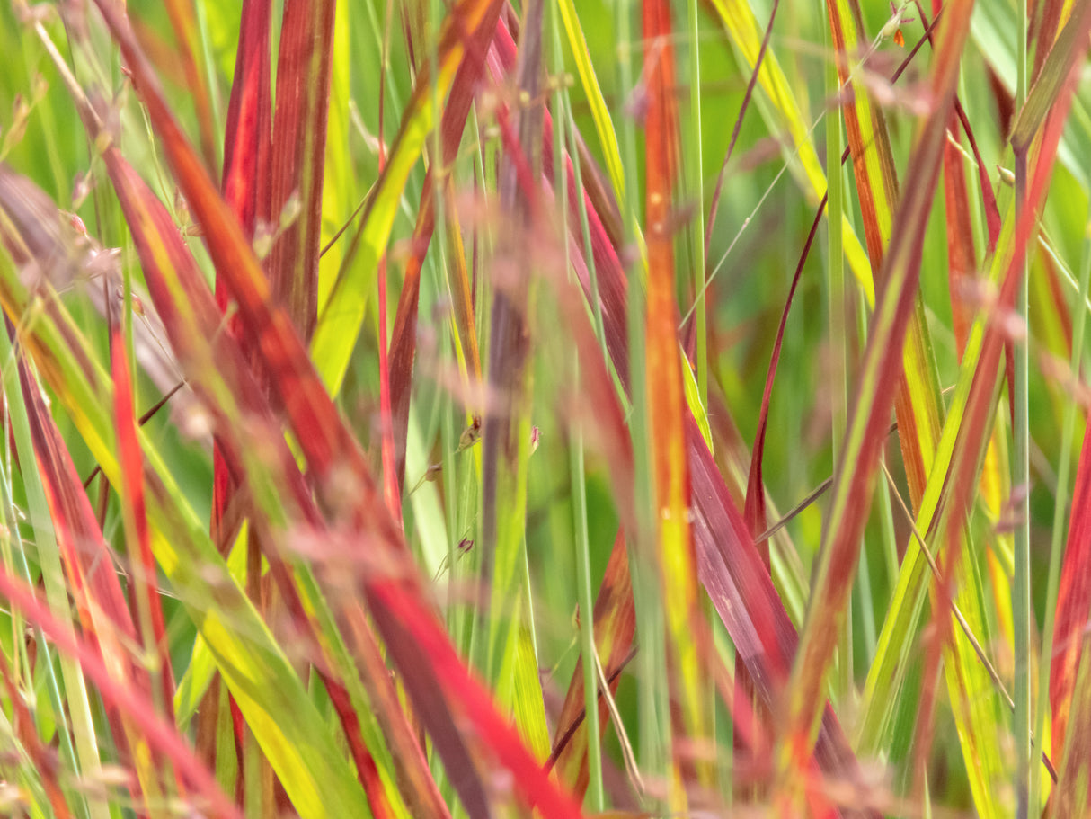 Ruby Ribbons® Switchgrass