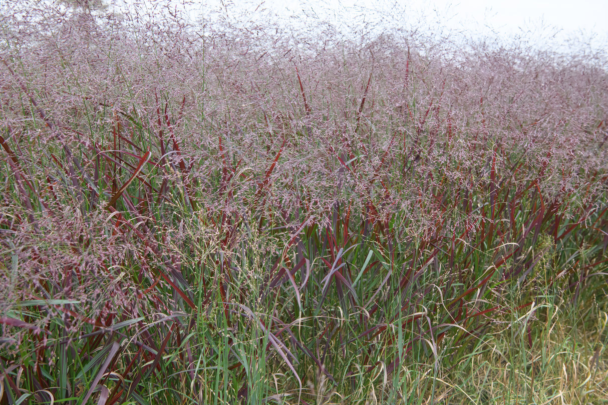 Ruby Ribbons® Switchgrass