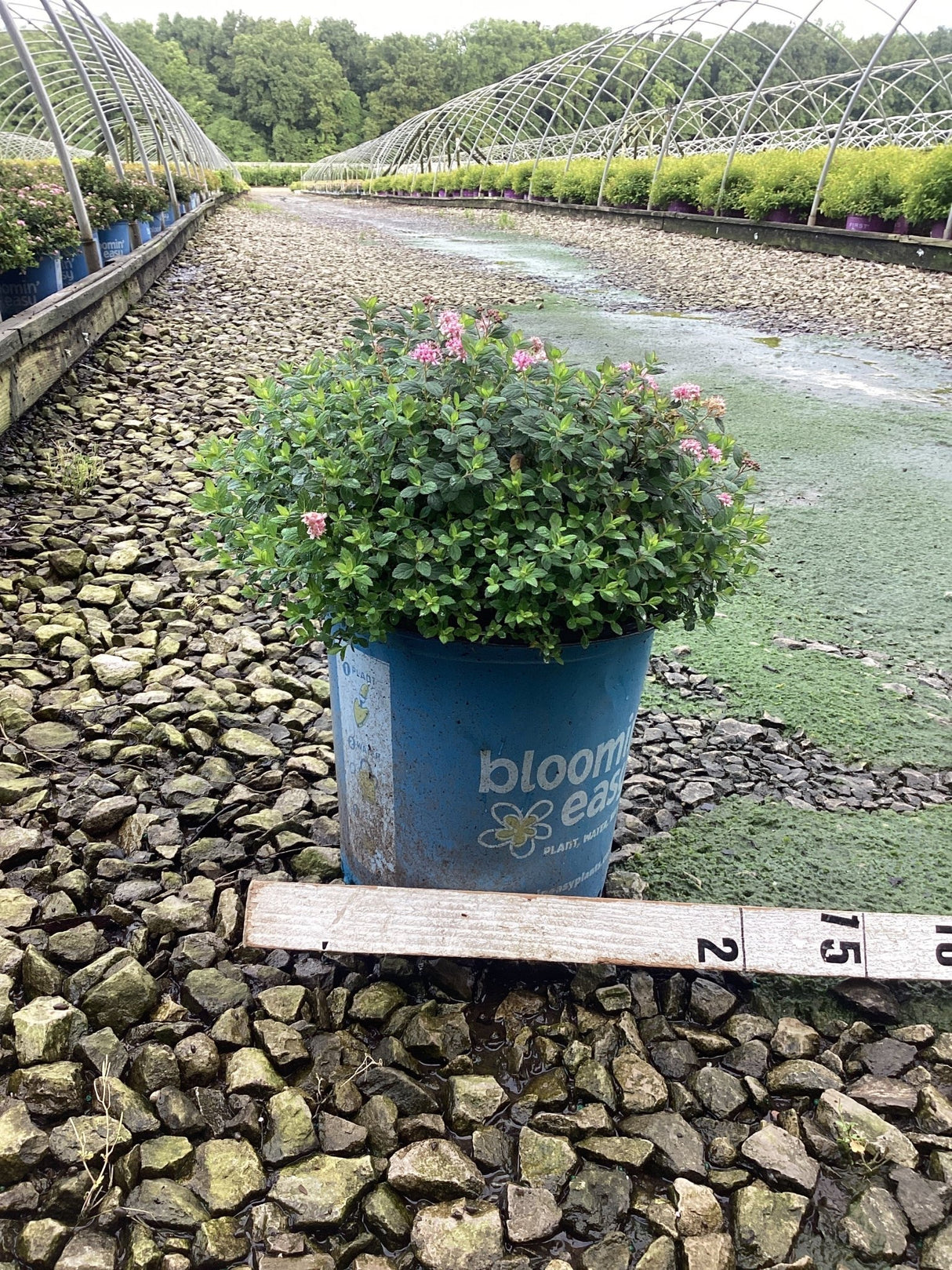 Poprocks® Petite Spirea