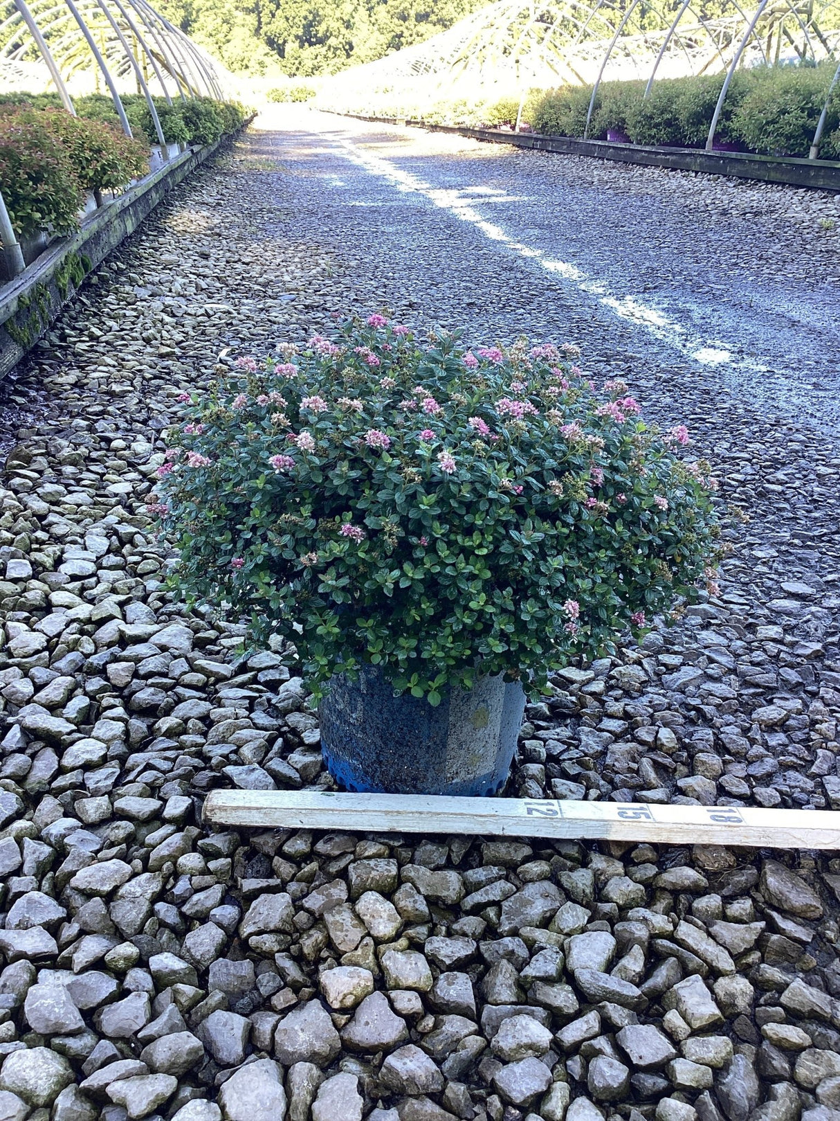 Poprocks® Petite Spirea
