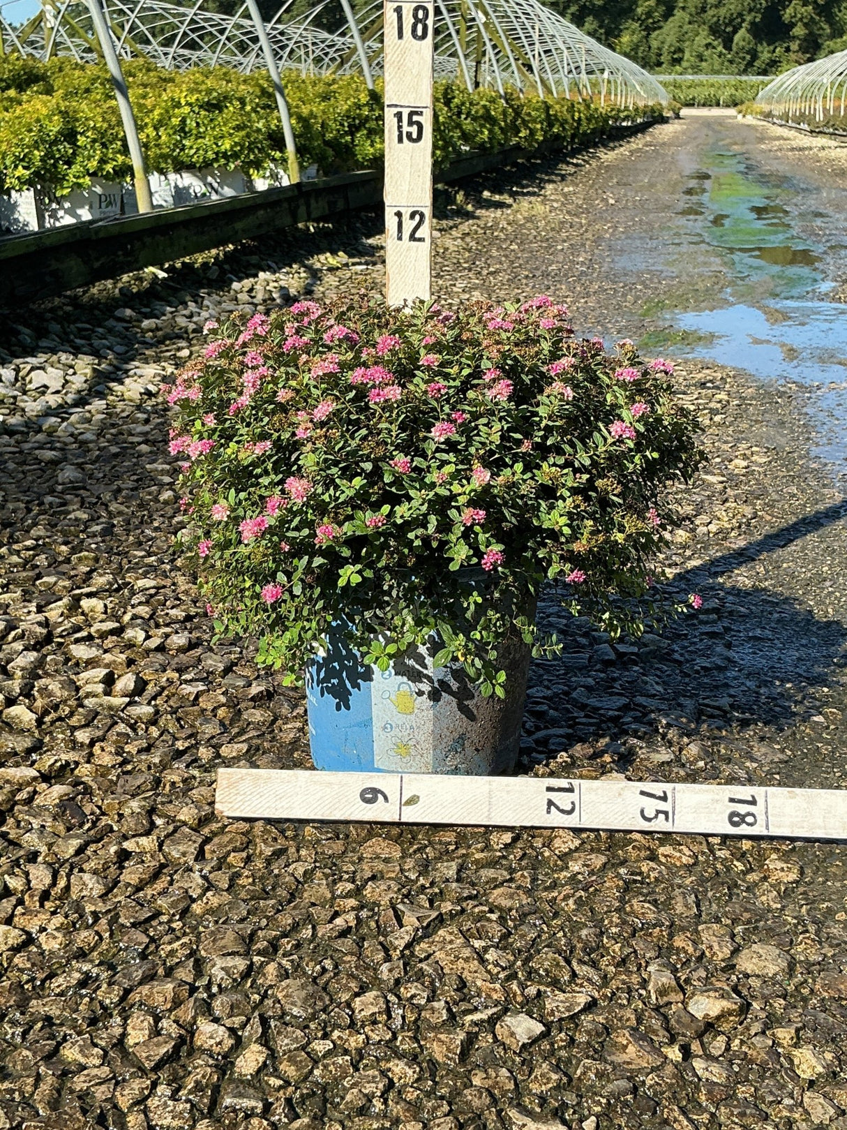 Poprocks® Petite Spirea