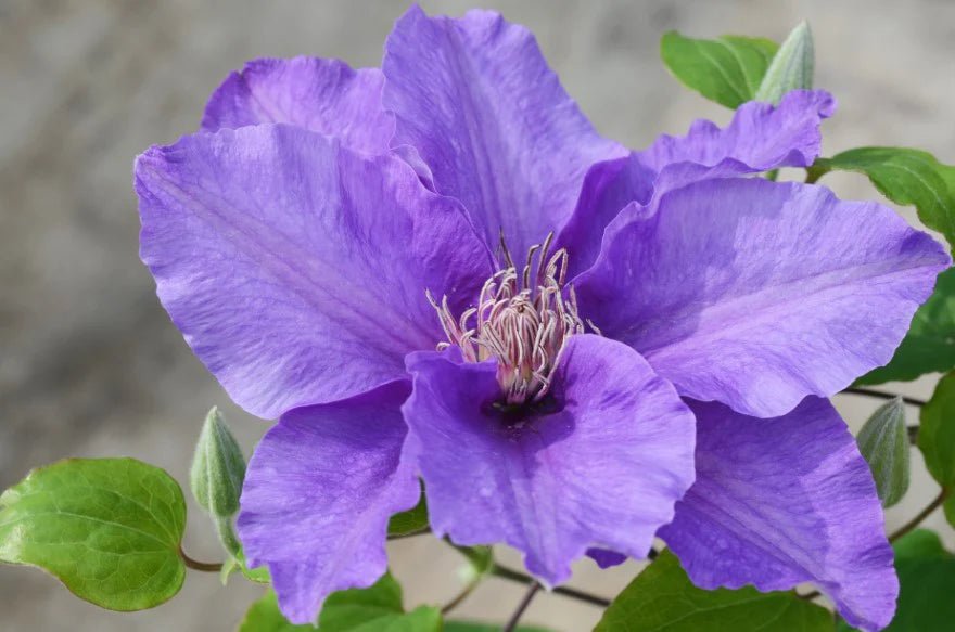 Sacha™ Clematis