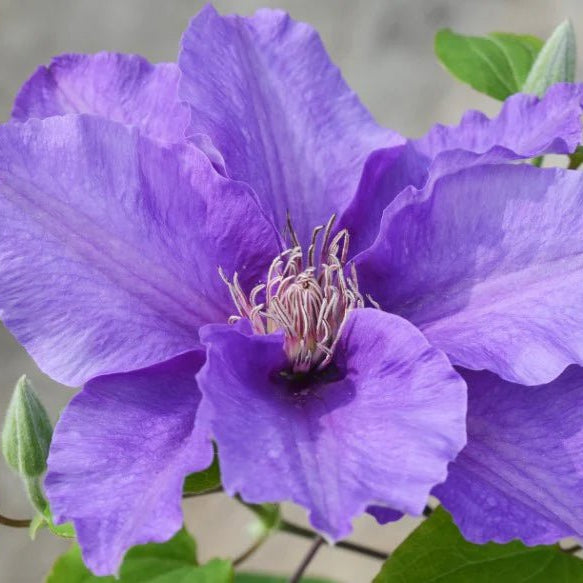 Sacha™ Clematis