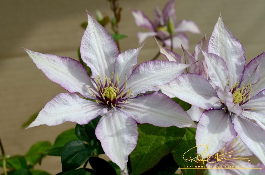 Samaritan Jo™ Clematis