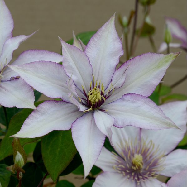 Samaritan Jo Clematis Bloom