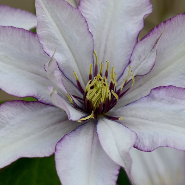 Samaritan Jo Clematis Close Up