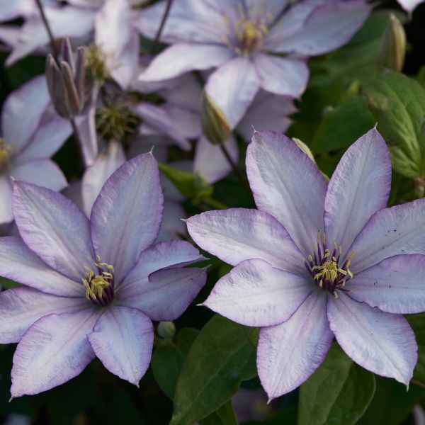 Samaritan Jo Clematis Blooms