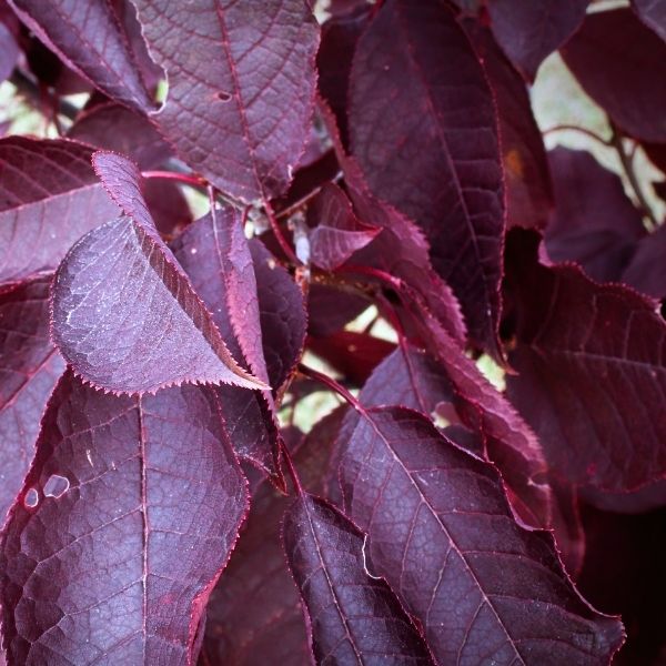 Schubert Chokecherry Tree
