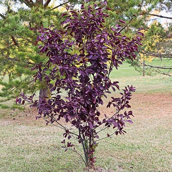 Schubert Chokecherry Tree