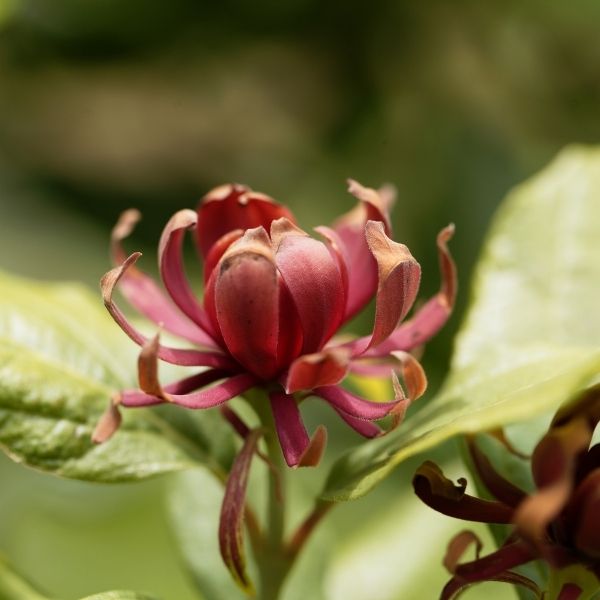 Simply Scentsational® Sweetshrub