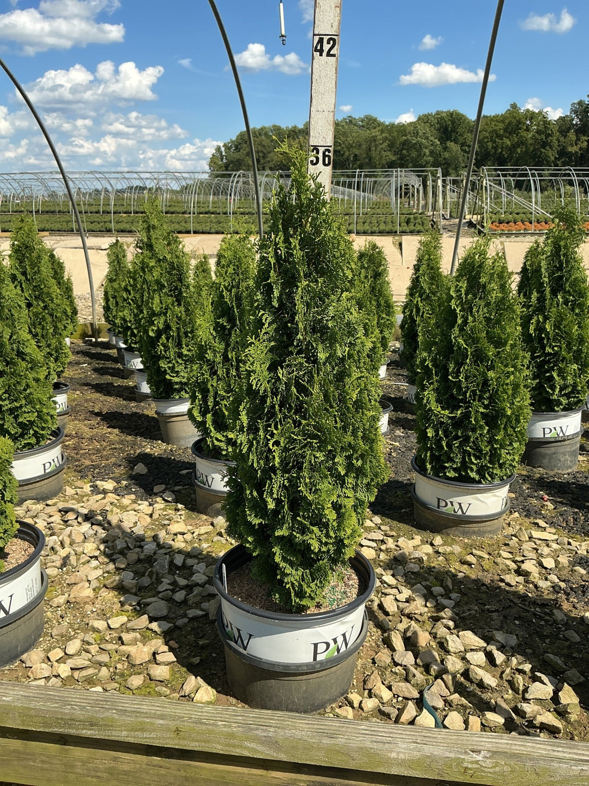 Sting® Arborvitae