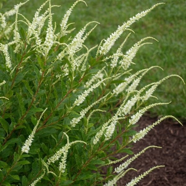 Summer Sparkler Summersweet (Clethra alnifolia 'Novacleein'). A compact, rounded shrub featuring highly fragrant white flower spikes in mid-to-late summer.
