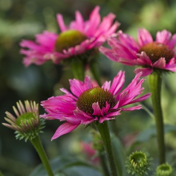 Sunseekers™ Sweet Fuchsia Coneflower