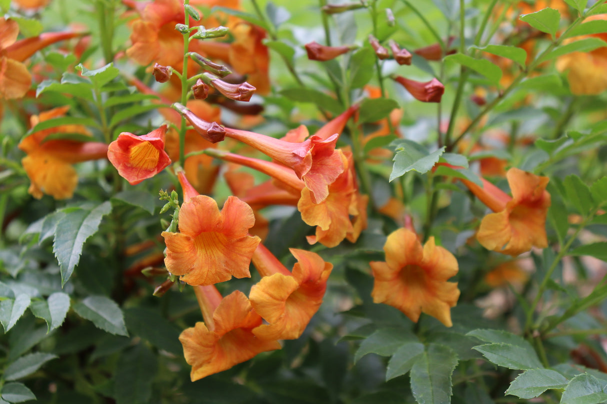 Chicklet® Orange Trumpet Bush