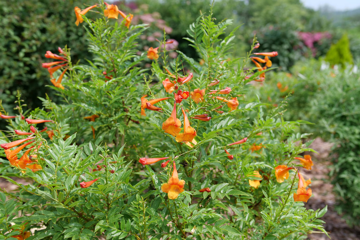 Chicklet® Orange Trumpet Bush