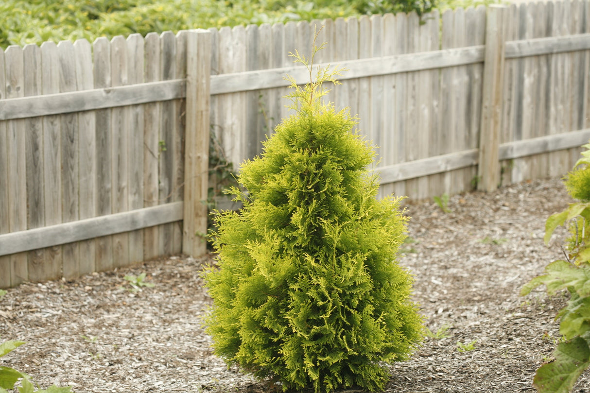 Polar Gold® Arborvitae (Thuja occidentalis 'SMATO') foliage and growth habit in the landscape.