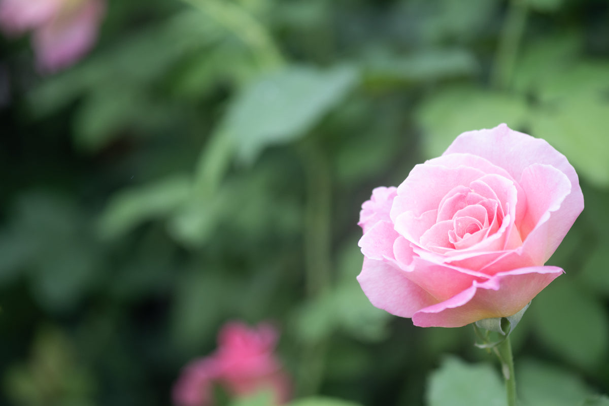 A single light pink rose in bloom on a green stem, photographed outdoors against a softly blurred green garden background.