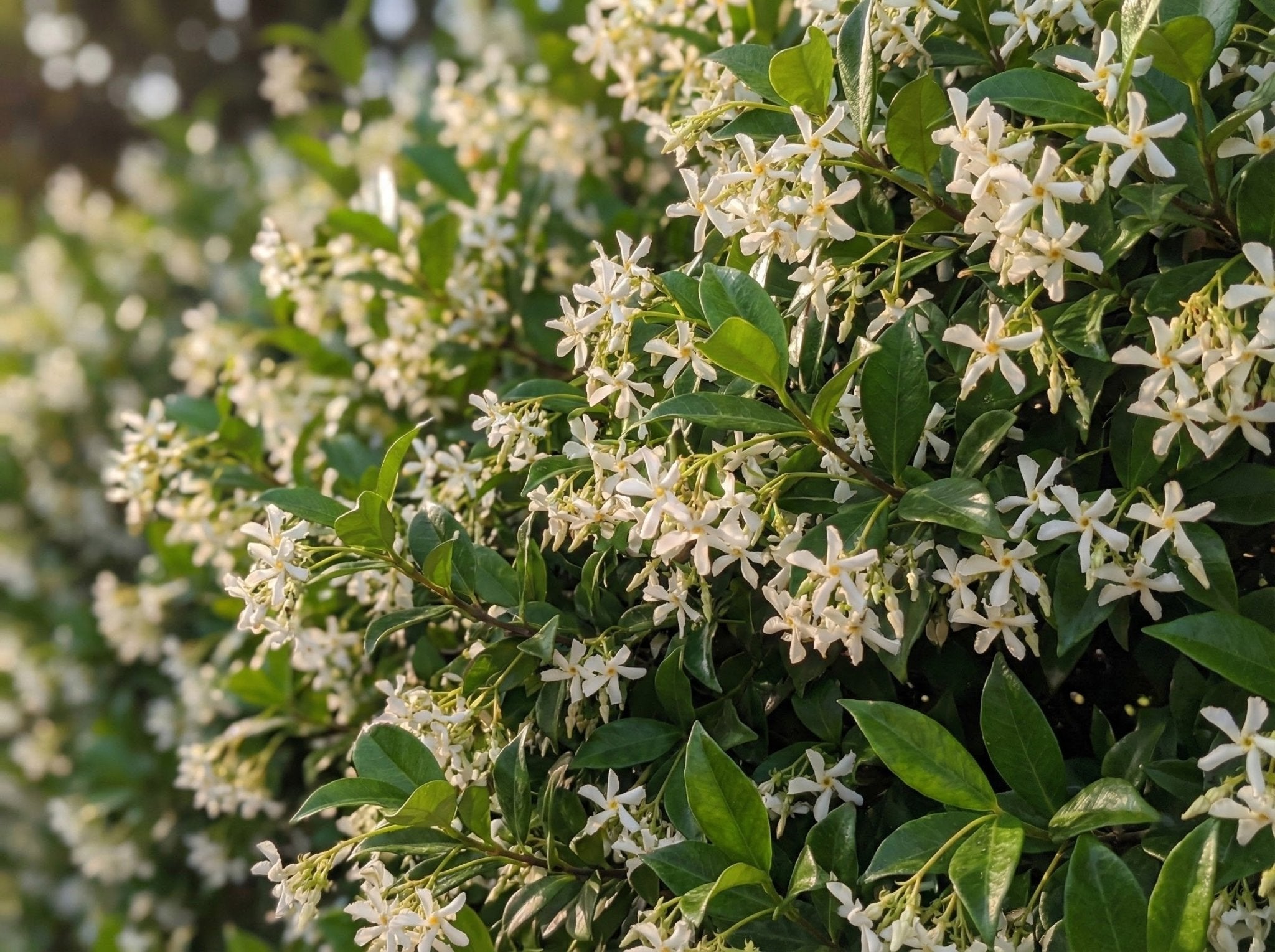 Confederate Jasmine | Fragrant Evergreen Vine | Nature Hills