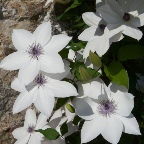 Tsukiko Clematis Blooms