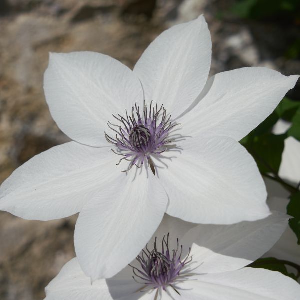Tsukiko Clematis Bloom