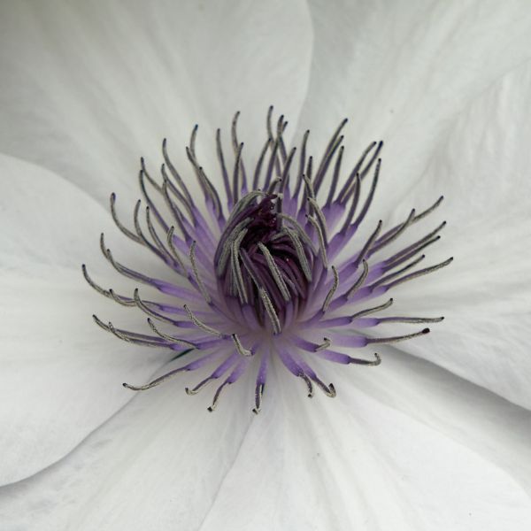 Tsukiko Clematis Close Up