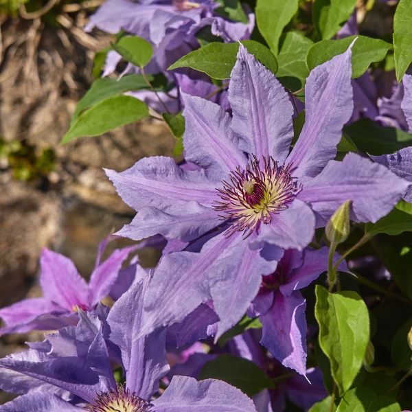 Tumaini Clematis Bloomed