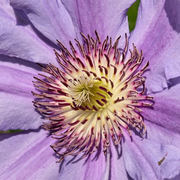 Tumaini Clematis Close up