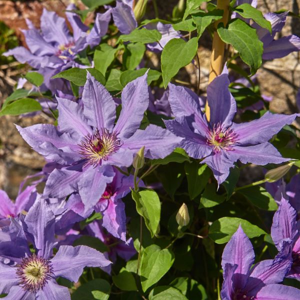 Tumaini Clematis Dual Blooms