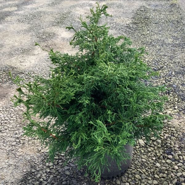 Twisted Hinoki False Cypress