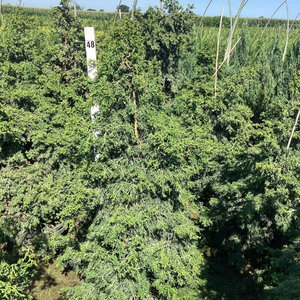 Twisted Hinoki False Cypress