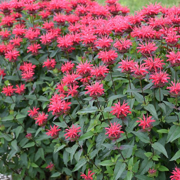 Upscale® Red Velvet Bee Balm