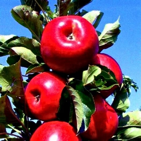 Urban Apples® Blushing Delight™ Columnar Apple