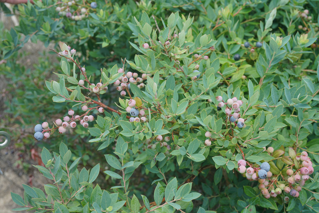 Splendid!® Blue Blueberry