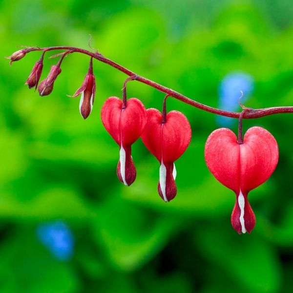 Valentine® Bleeding Heart