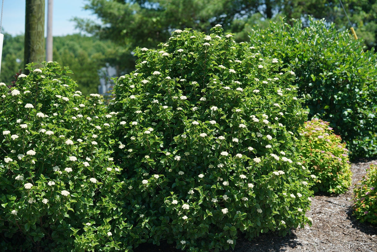 Glitters & Glows® Arrowwood Viburnum