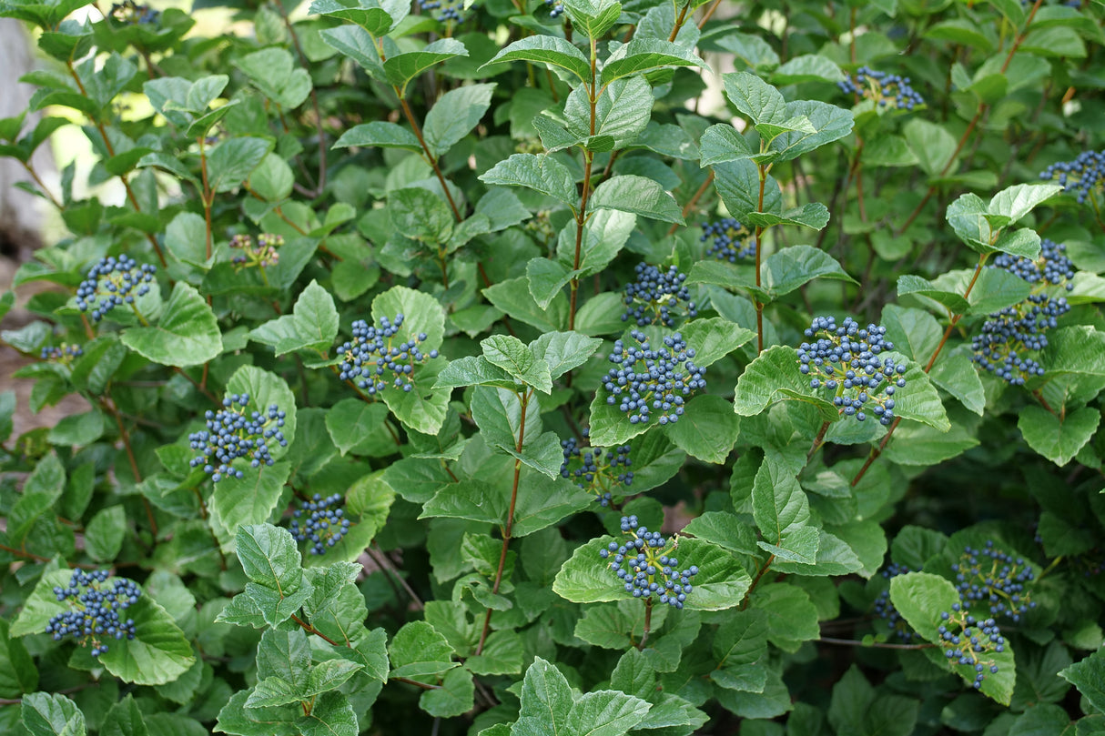 Glitters & Glows® Arrowwood Viburnum