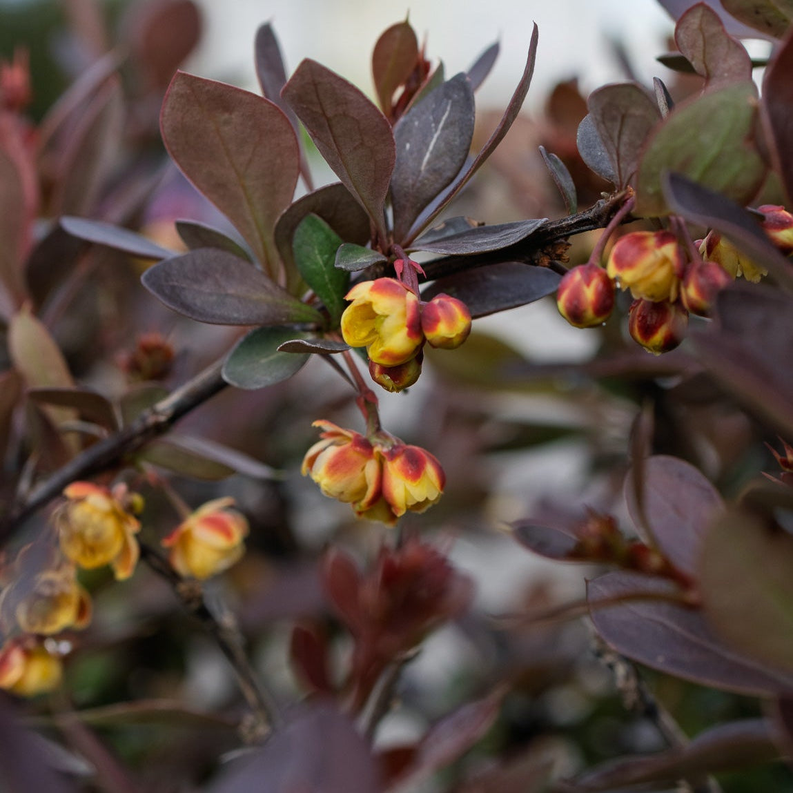 Close-up of Crimson Cutie Barberry with a small yellow flowers on a branch with blurred background